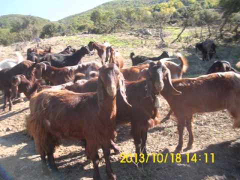 Κατσίκια Δαμασκού 2013 #1