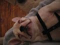 shuggie snores