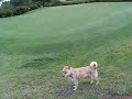 Japanese dog ????/ku.?????????