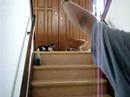 Stupid Cats Stupid Cats