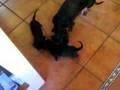 Piccoli e Grandi bassotti giocano