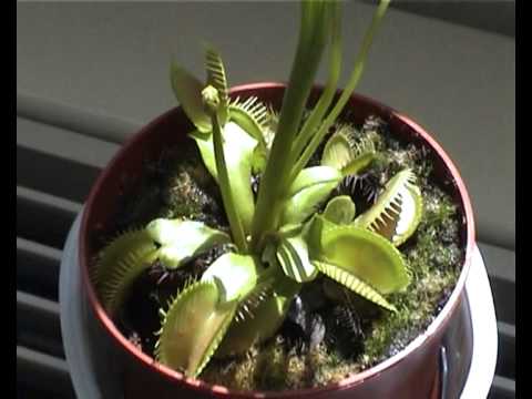 Moscone - Due Piante Carnivore (Dionea Muscipula) Secondo Voi Mascio o Femmina? o Due Razze diverse?
