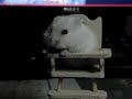 Funny hamsters Funny hamsters