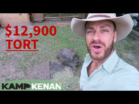 YouTube reptile video