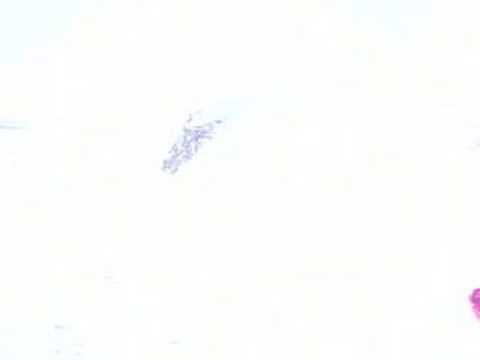 Mount Logan 2007 J