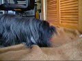 Nala Packt Aus 2004