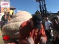 1, 528 Lb Pumpkin Takes Top Prize at Calif. Fest