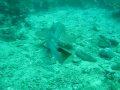 videos de Leopard Shark at Phi Phi Islands