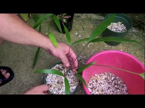 how to replant cycads