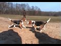 2007-02-17_rusalka_beagle[mpeg1,384x288,1500,44.1,160]