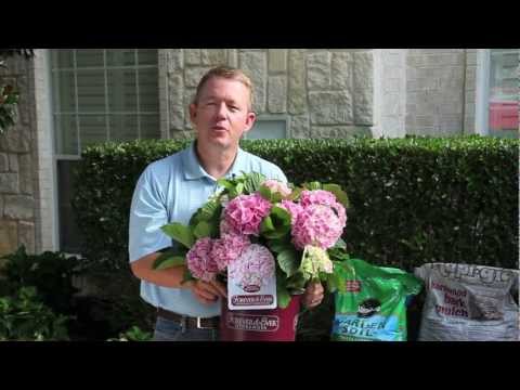 how to replant a hydrangea