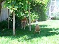 Darwin the Duck: I am stronger than DOG/????????????????????