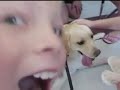 Labrador Retriever Visits Classroom