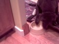 2010-03-02 | 00000019.ASF ~> Tabasco - a 12 year old Chesapeake Bay Retriever. He tells me when it's dinner time and helps by picking up his bowl. ... Tabasco chesapeake bay ... (<span>0:)