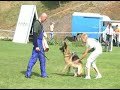 Schutzdienst Schäferhund Schutzdienst Schäferhund