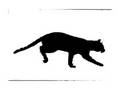 Cat Walk Muybridge