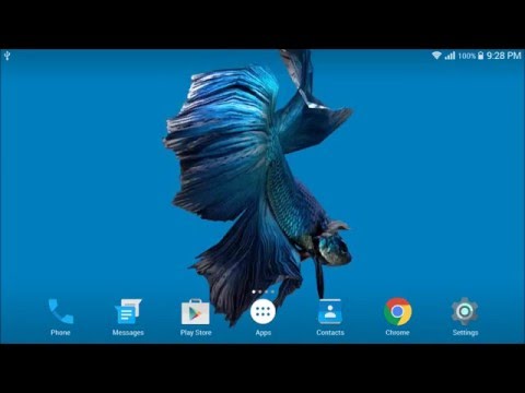 Betta Fish 3D