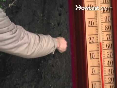 how to fertilize broad beans