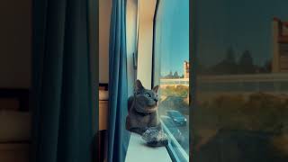 Relaxation Music 1-hour Russian Blue cat