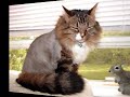 Return of The angry Ninja cat 1