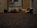 videos de Loki Oscar and Mozart