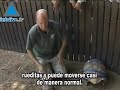 La tortuga motorizada