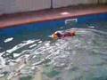 Diving Daschund