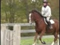 SOLD!  Lancaster - Clyde Cross Gelding For Sale  SOLD!