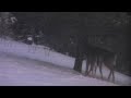 Spaz the deer Spaz the deer