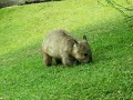 The Wombat Mower...