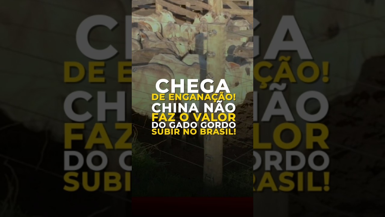 CHEGA DE ENGANAÇÃO! CHINA NÃO FAZ O VALOR DO GADO GORDO SUBIR NO BRASIL!
