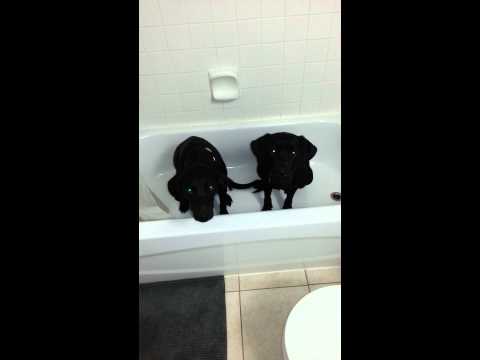Labrador retrievers chilling in the tub