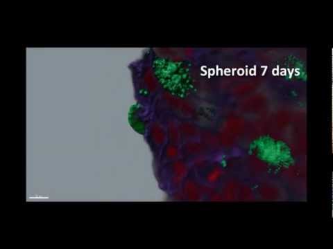 how to grow mcf-7 cells