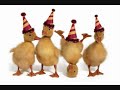 Funny Animals Pictures