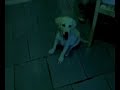 labrador giocarellone