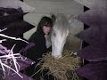 Les horse d\