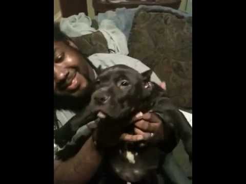 blue pitbull
