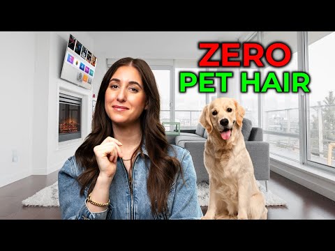 how to eliminate dog hair