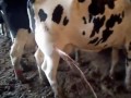 INCREDIBLE RIVER OF PUS coming from a COW ABSCESS