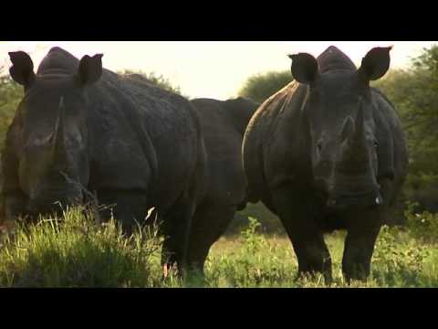 nike_la - Celebrate the RHINO with us this World Rhino Day, September 22, 2012.