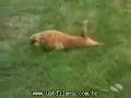 videos legais