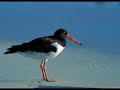 www.newagepianolessons.com Journey along the beautiful Pacific coast. Ocean piano combines the sounds of the sea with piano music by Edward Weiss. 