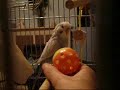 Buzzo the baby budgie plays with his ball again