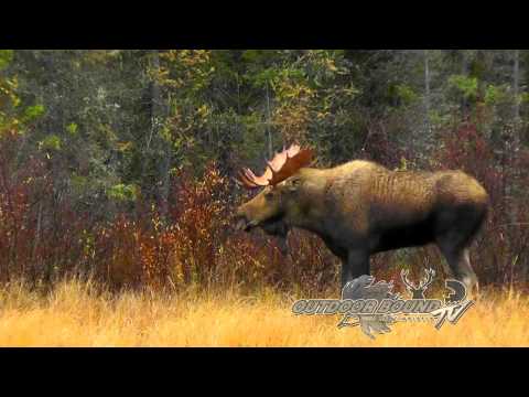 canadian moose hunting