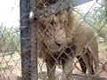 A Lion named BIG BOY