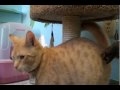 Pets of the Week: Frylock and Shake