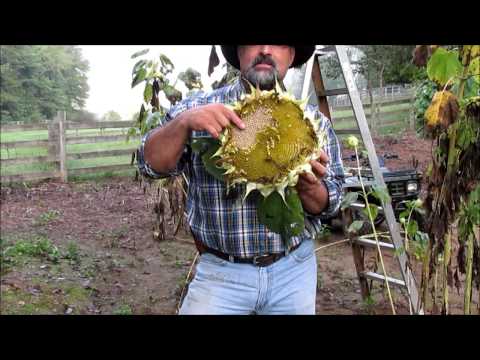 how to harvest luffa