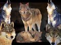 Native American  Howling Wolf