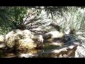 Anna Hummingbird drinking from bird bath