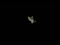 videos divertidos de animal planet : especial de gatos